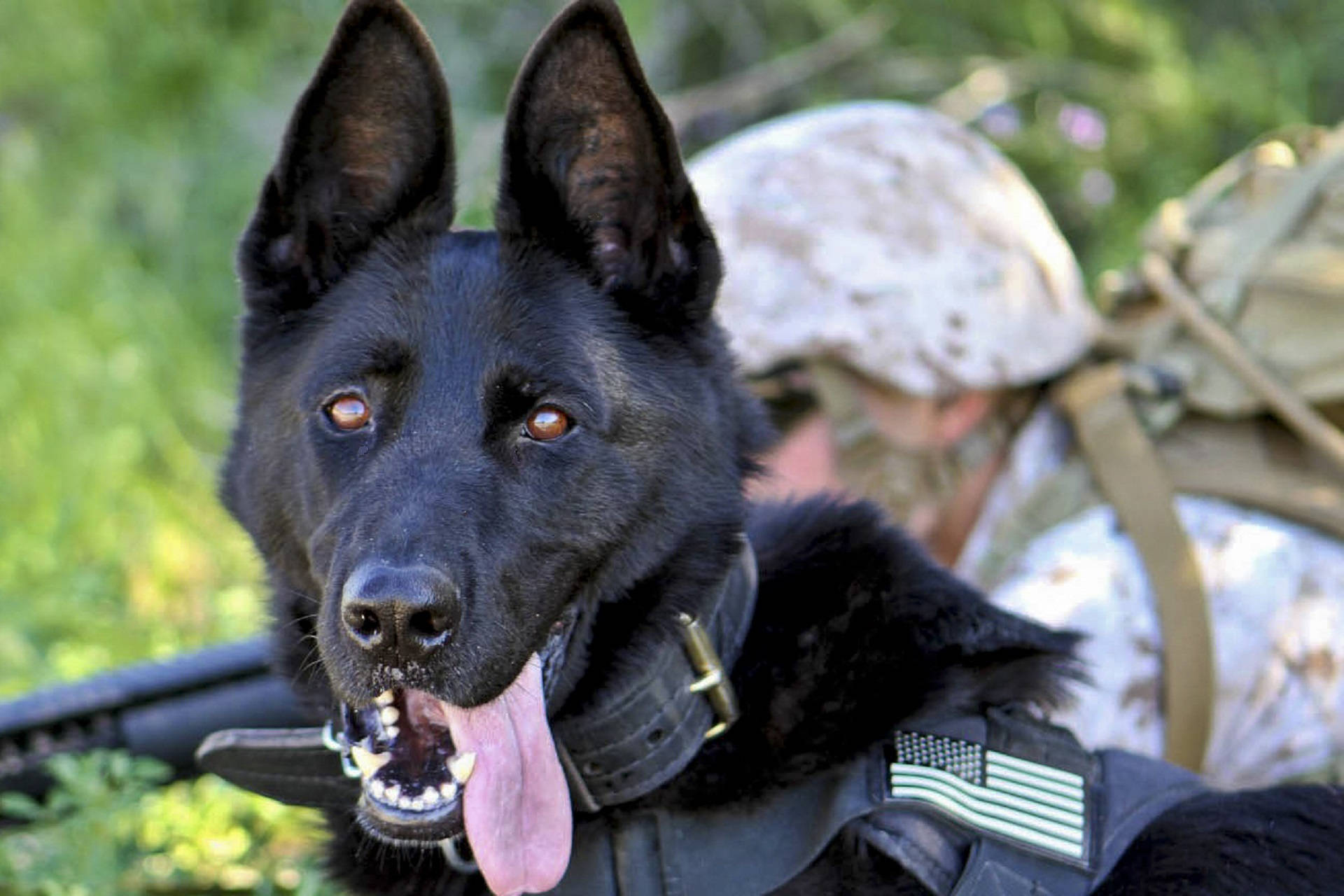 Devoted German Shepherd Military Dog Wallpaper