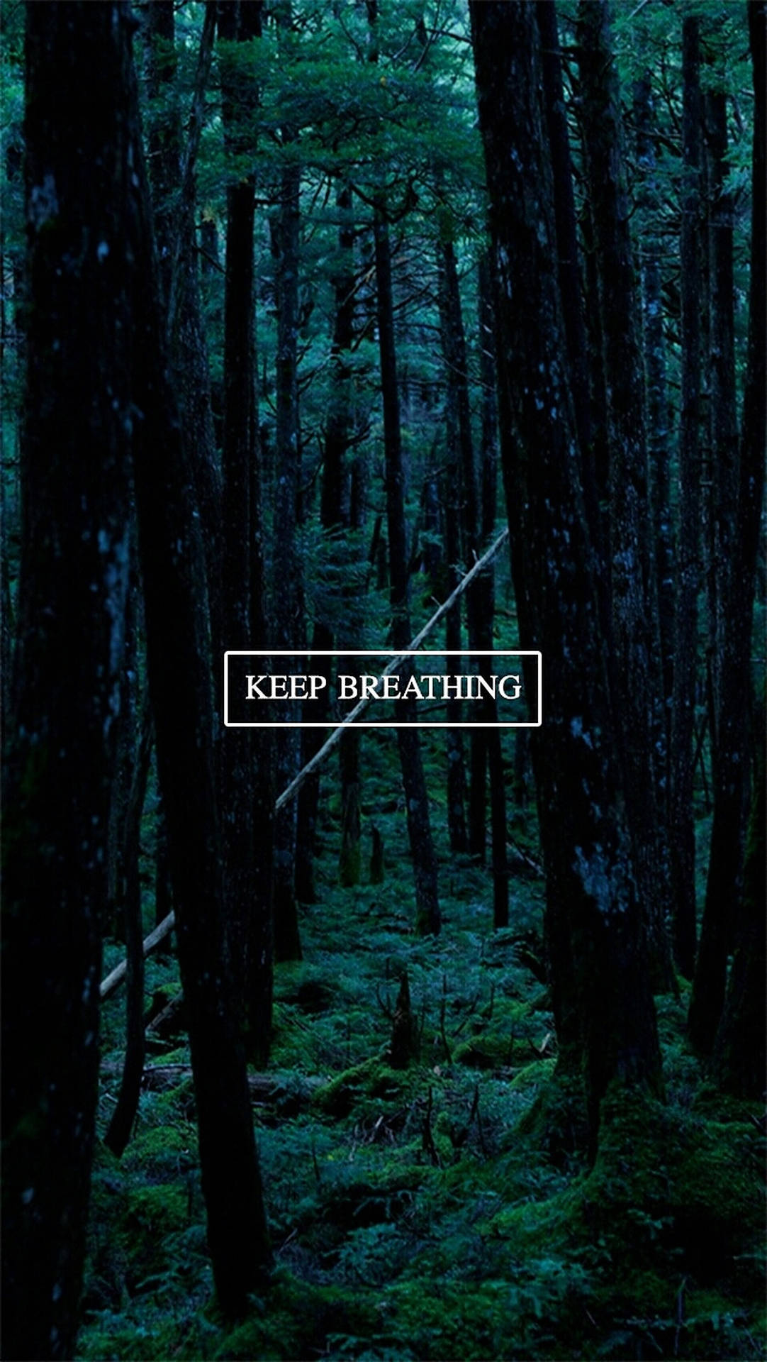 Hold åndedræt mørke træer. Wallpaper