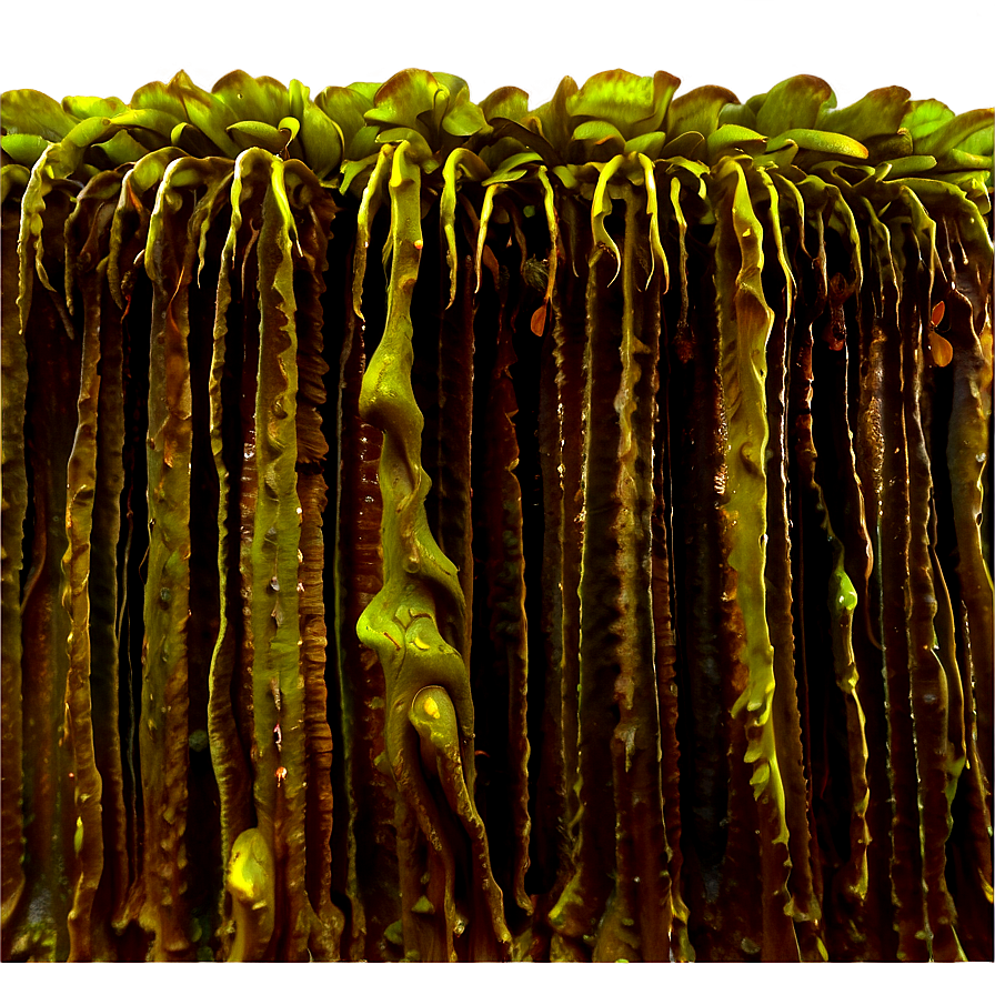 Kelp Forest Algae Png Jlk85 PNG
