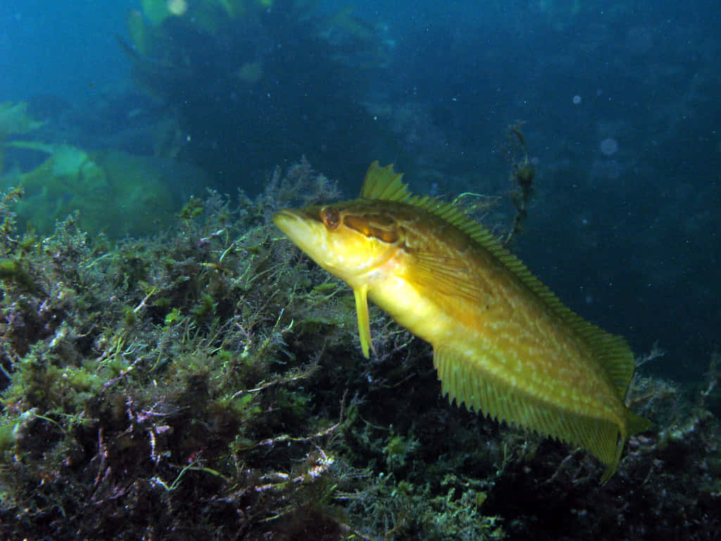 Kelpfish In Its Natural Habitat Wallpaper