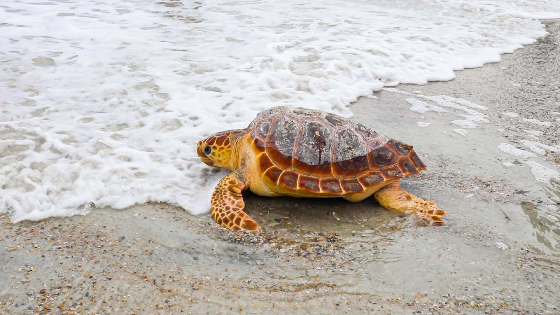 Kemps Ridley Sea Turtle Approaching Water Wallpaper