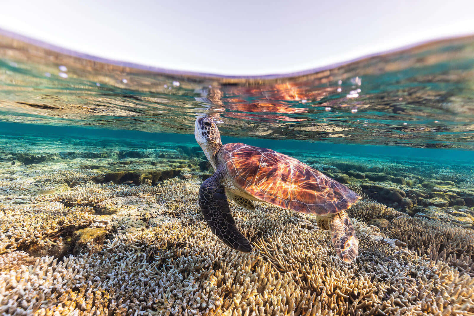 Kemps Ridley Sea Turtle Over Coral Reef Wallpaper