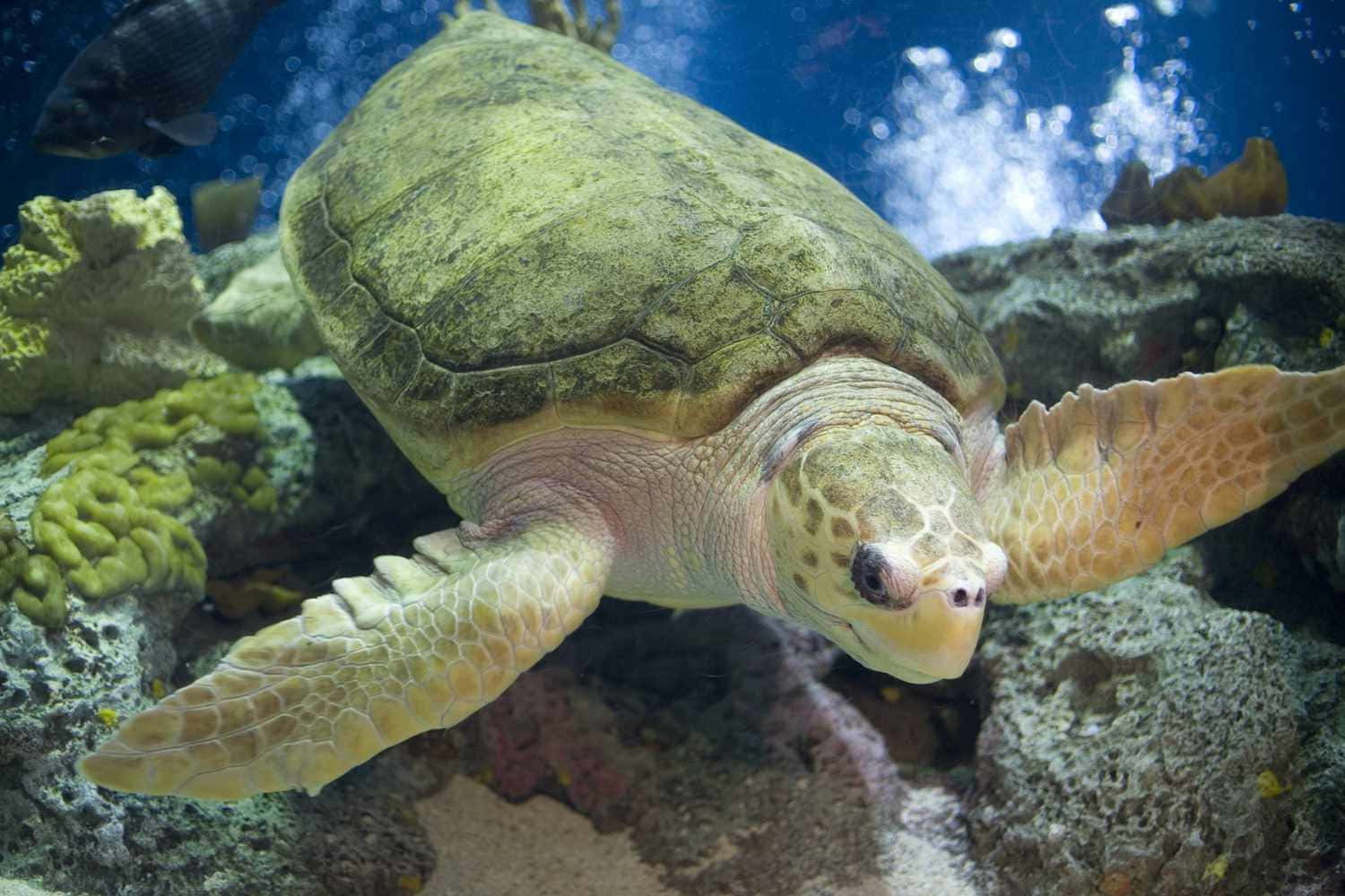 Kemps Ridley Sea Turtle Swimming Wallpaper