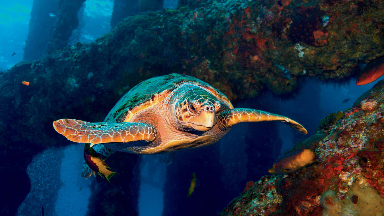 Kemps Ridley Sea Turtle Swimming Wallpaper