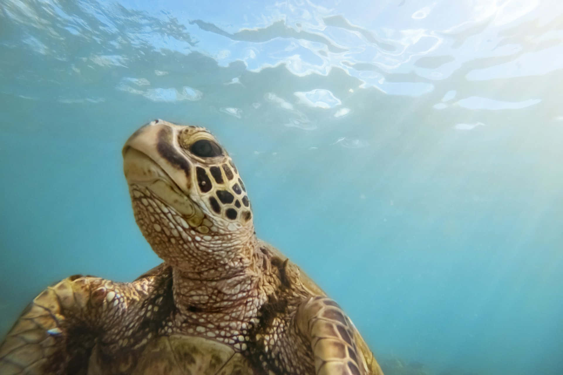 Kemps Ridley Sea Turtle Underwater Wallpaper