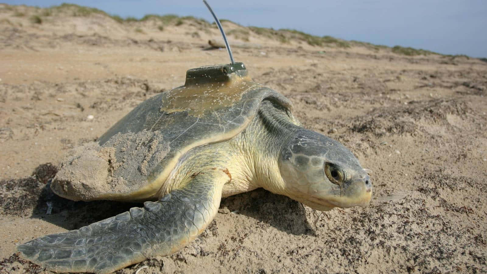 Kemps Ridley Sea Turtle With Tracking Device Wallpaper