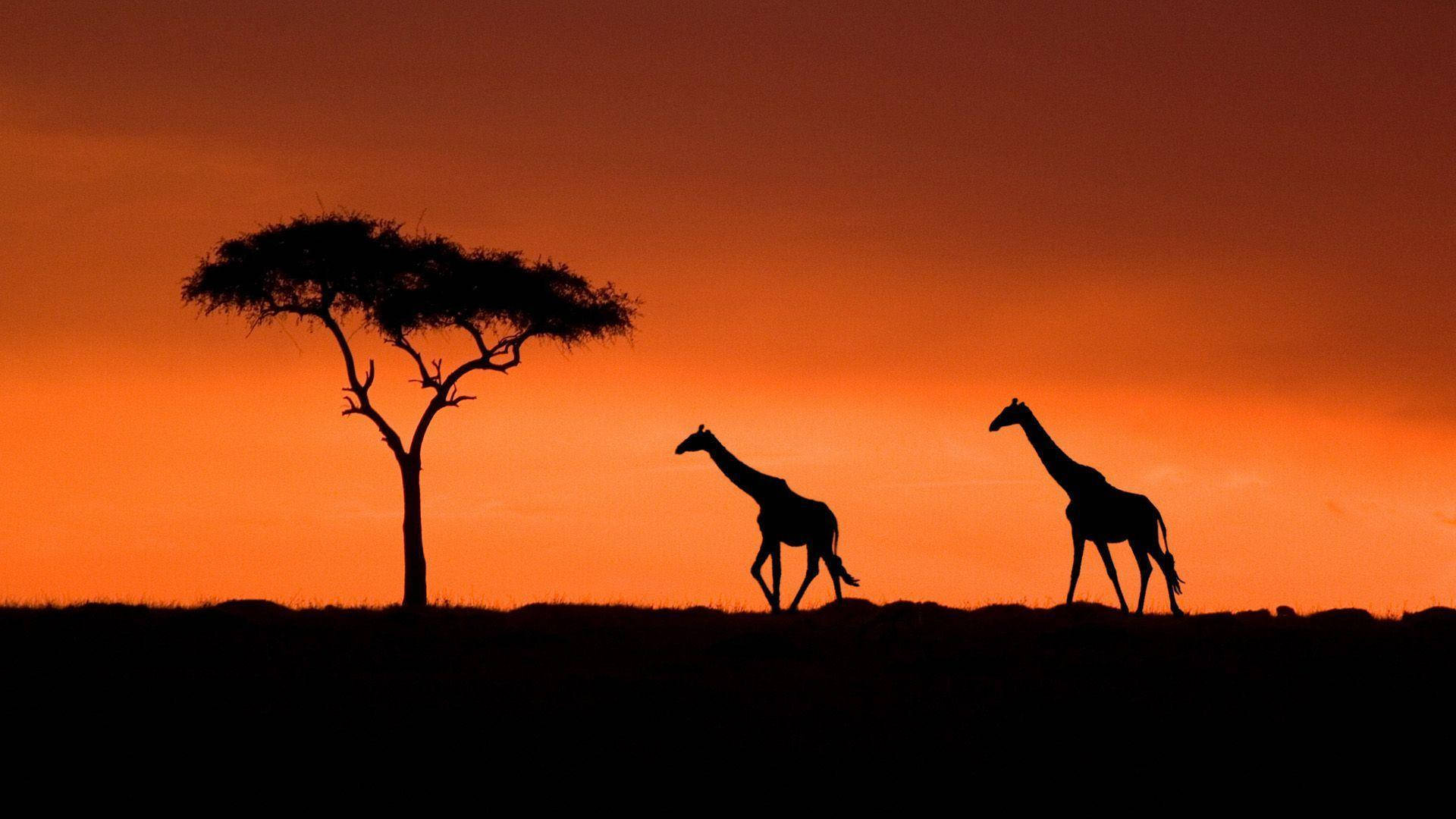 Kenya Afrika med rød himmel ved solnedgang Wallpaper