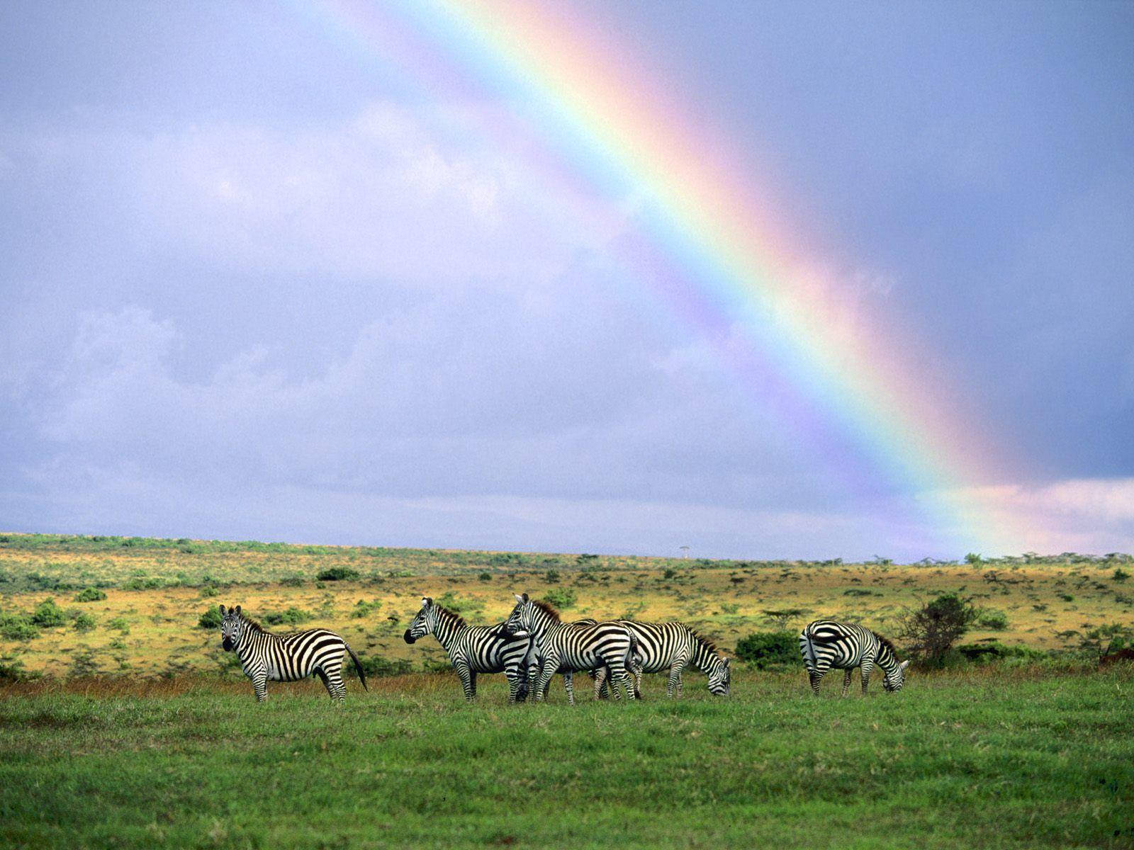 Kenya Græsklædte Safari Field Wallpaper
