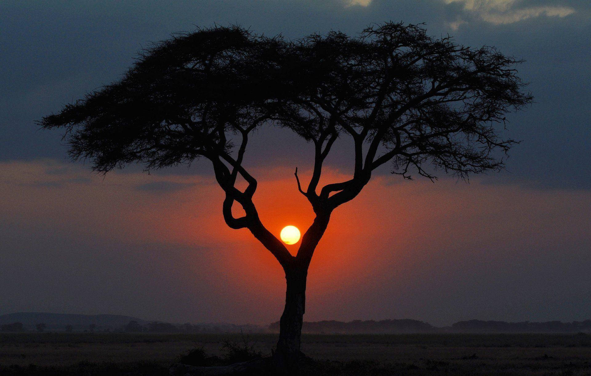 Kenya Paraply Træ Ved Solnedgang Wallpaper