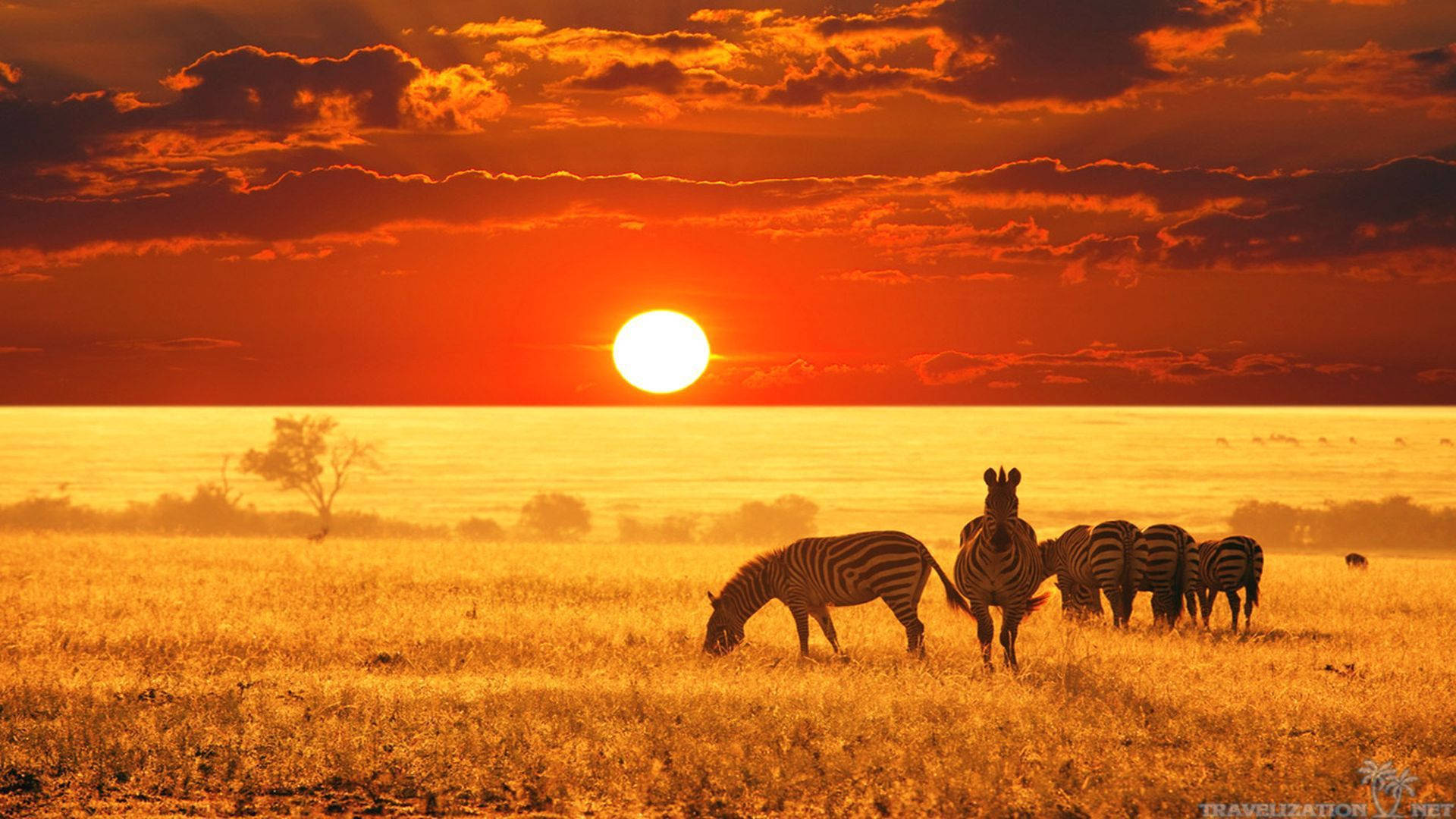 Kenya Zebras In Sunset Wallpaper