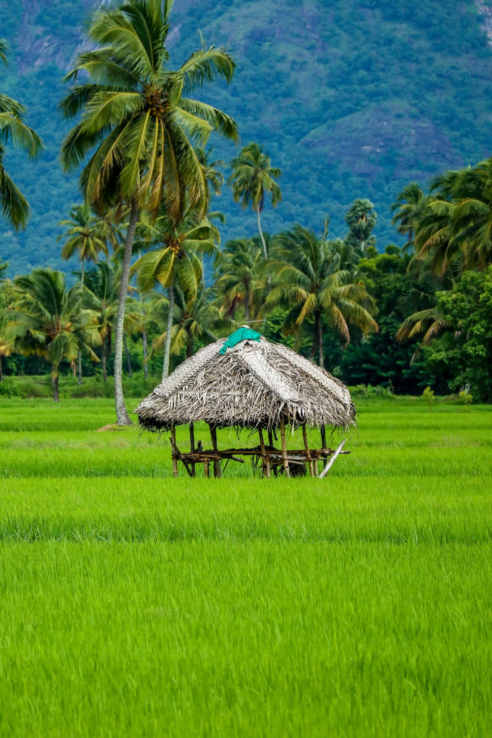 Upptäckaskönheten I Den Indiska Delstaten Kerala