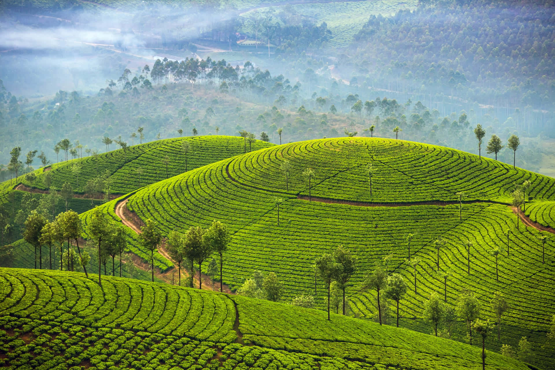A Tea Plantation In A Green Field