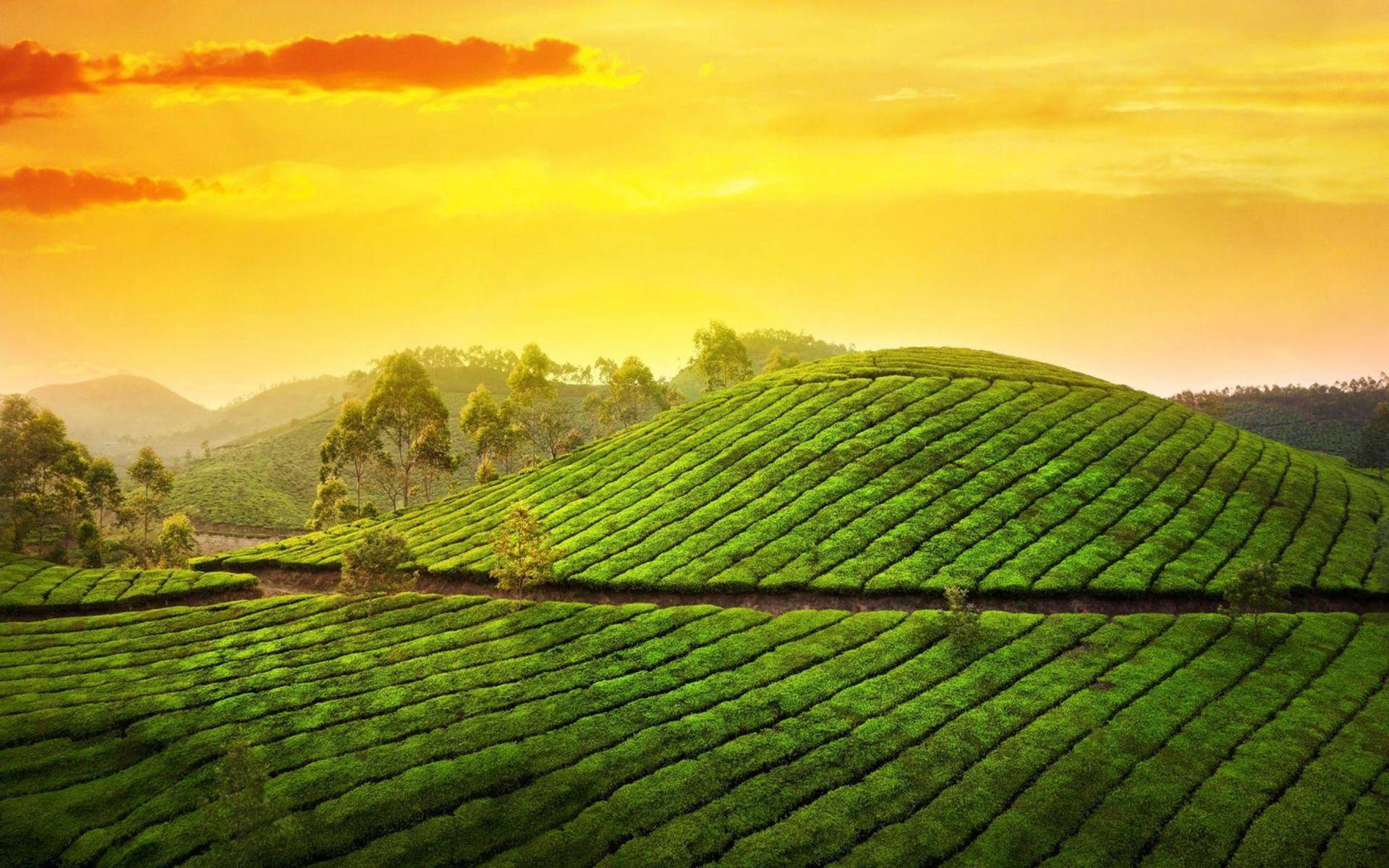 Kerala Tea Garden India Wallpaper