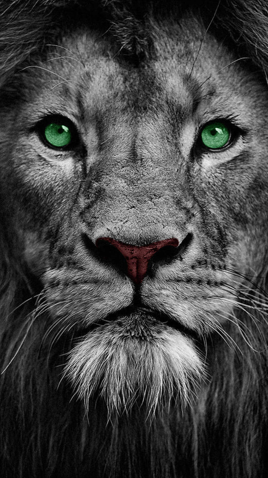 Keren Green-eyed Lion Wallpaper