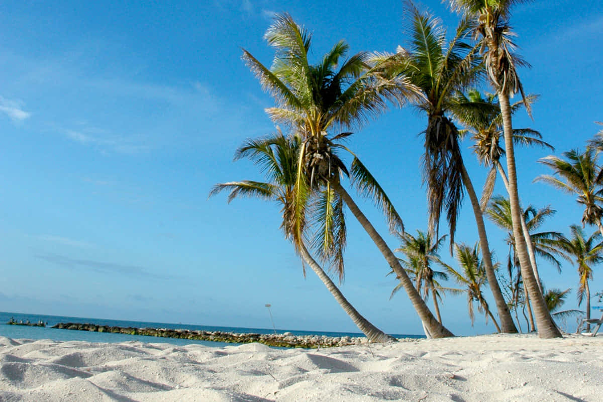 En strand med palmer og sand