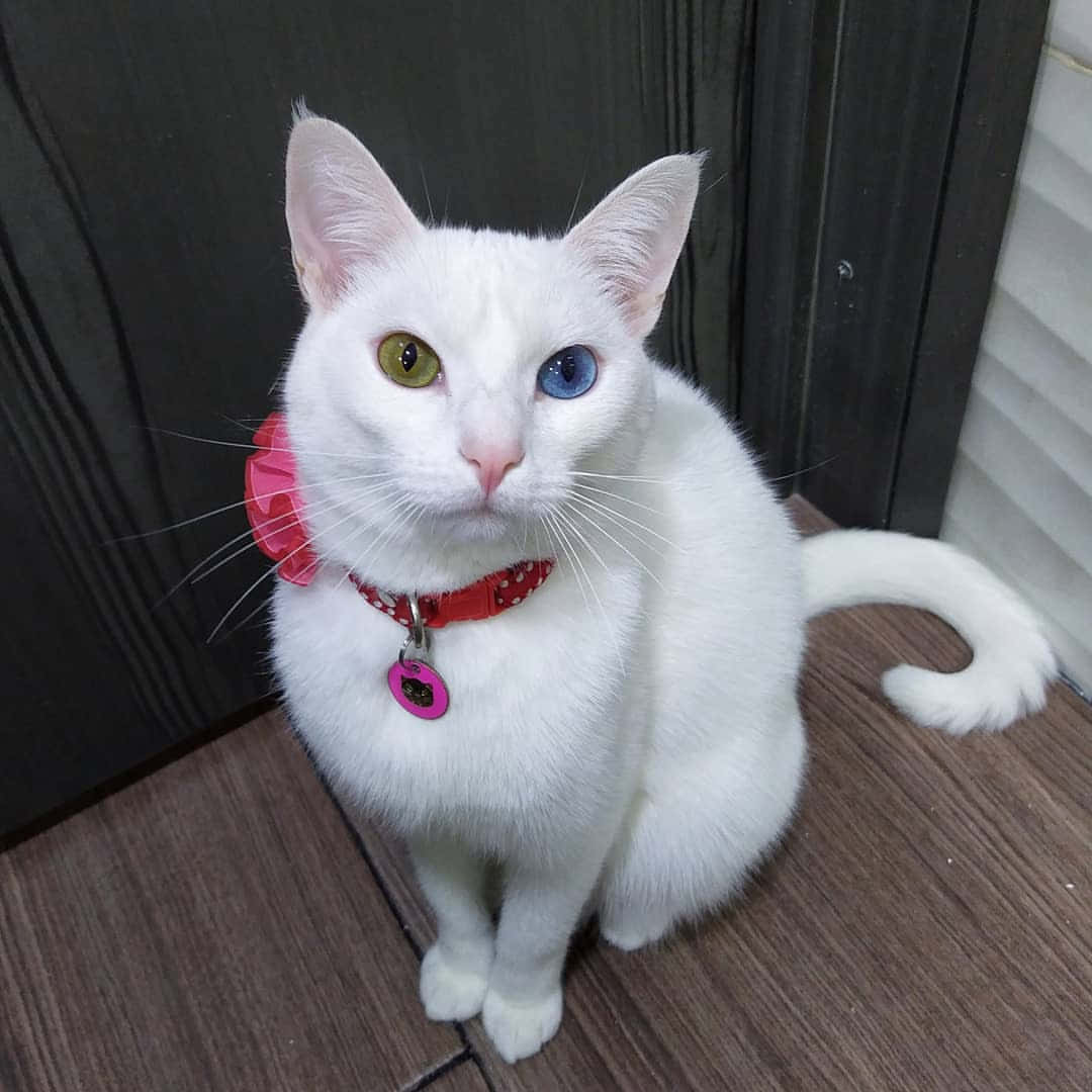 Caption: Beautiful white Khao Manee cat with striking blue eyes Wallpaper