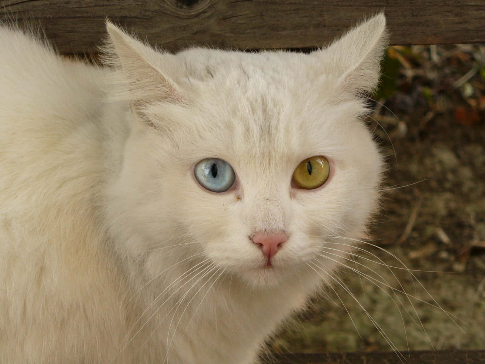 Beautiful Khao Manee cat with captivating blue eyes Wallpaper