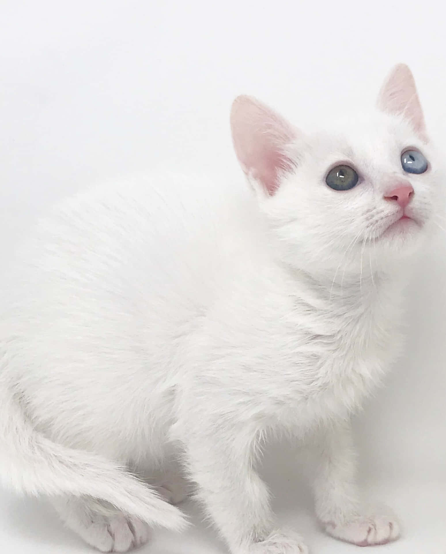 Beautiful Khao Manee Cat with Striking Blue Eyes Wallpaper