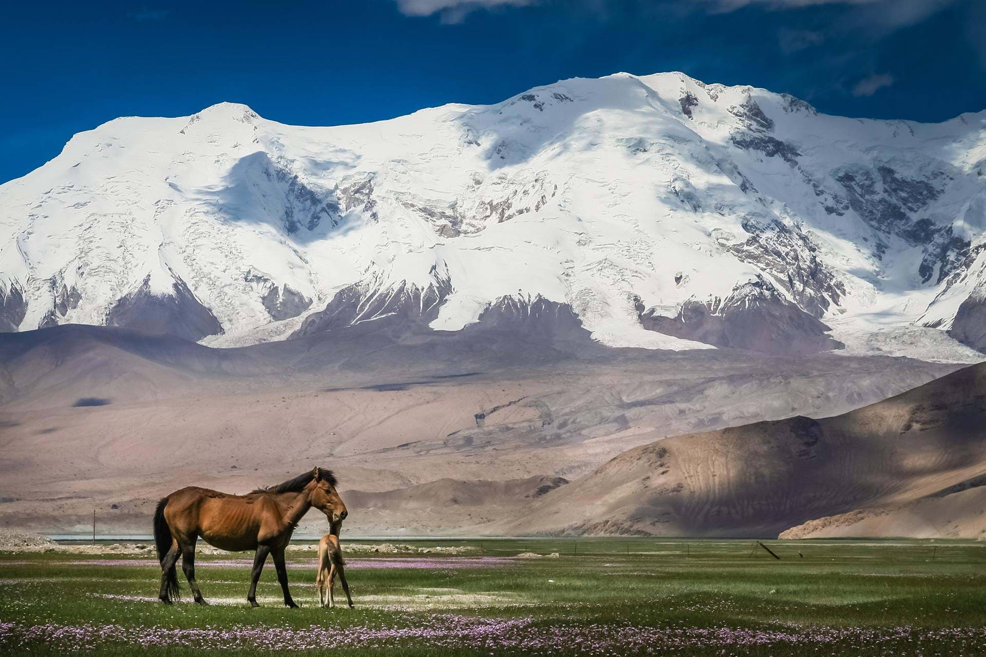 Khustain Nuruu Mongolia