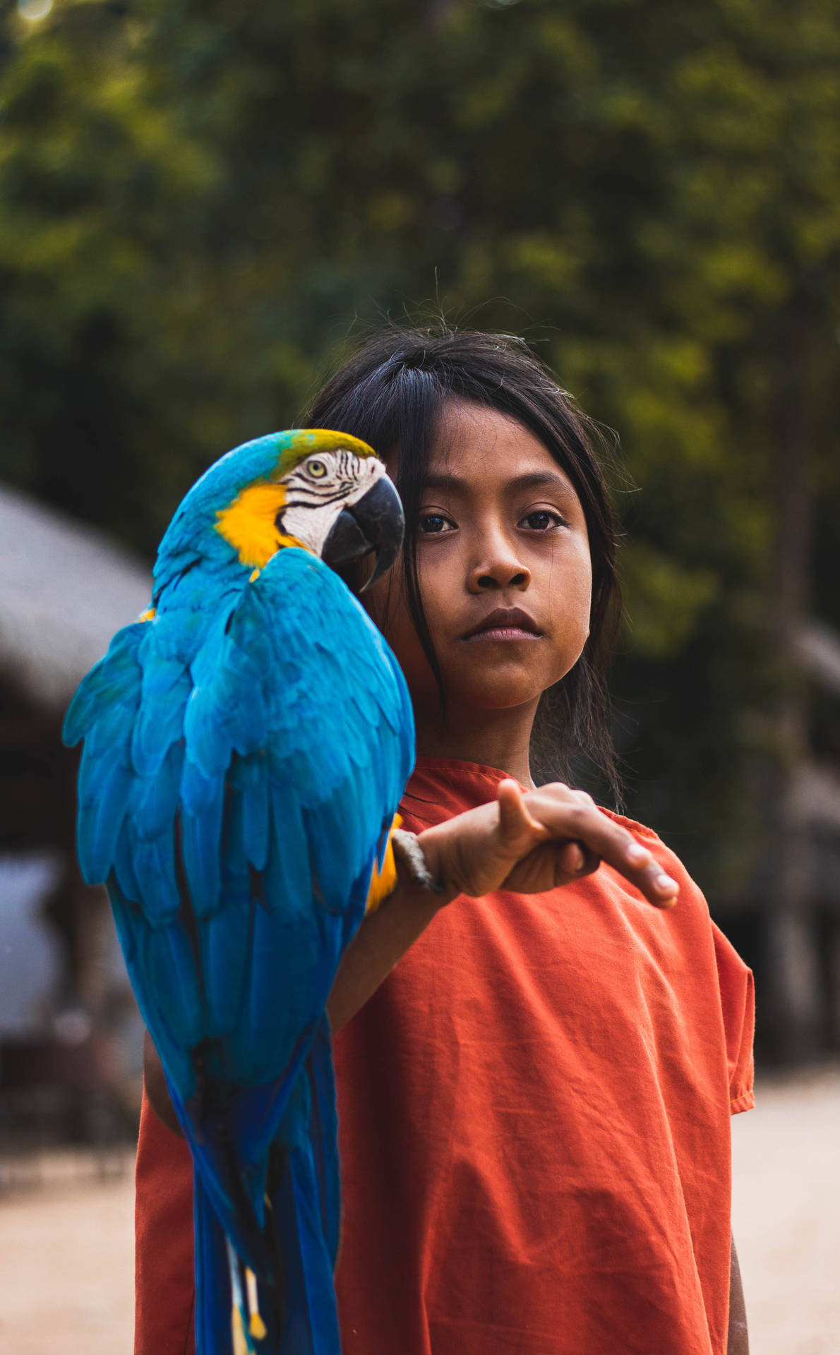 Kid With Blue Parrot Beautiful Birds