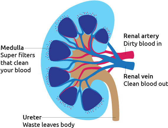Kidney Function Explanation PNG