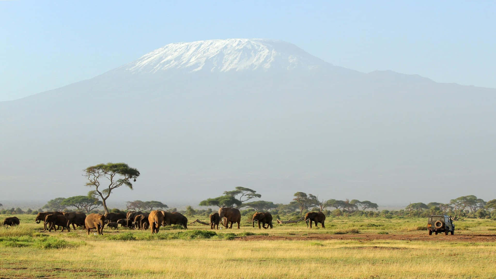 Kilimanjaro Olifanten Safari Avontuur Achtergrond