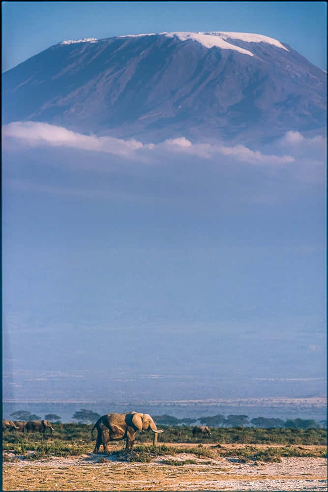 Temaet 'Kilimanjaro højeste bjerg i Afrika'. Wallpaper