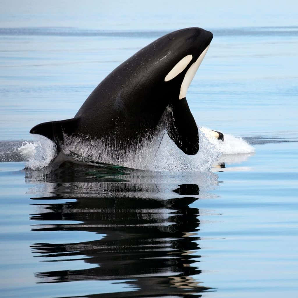 Imagende Una Orca Ballena Asesina En Aguas Claras