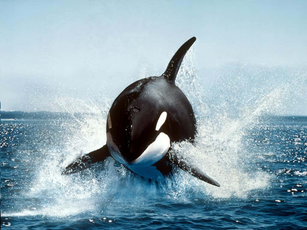 Imagende Una Orca Asesina Con Salpicaduras De Agua.