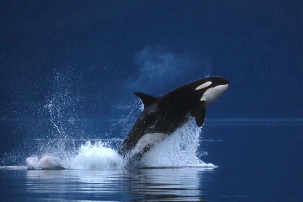 Immaginedi Una Orca (balena Killer) Che Salta
