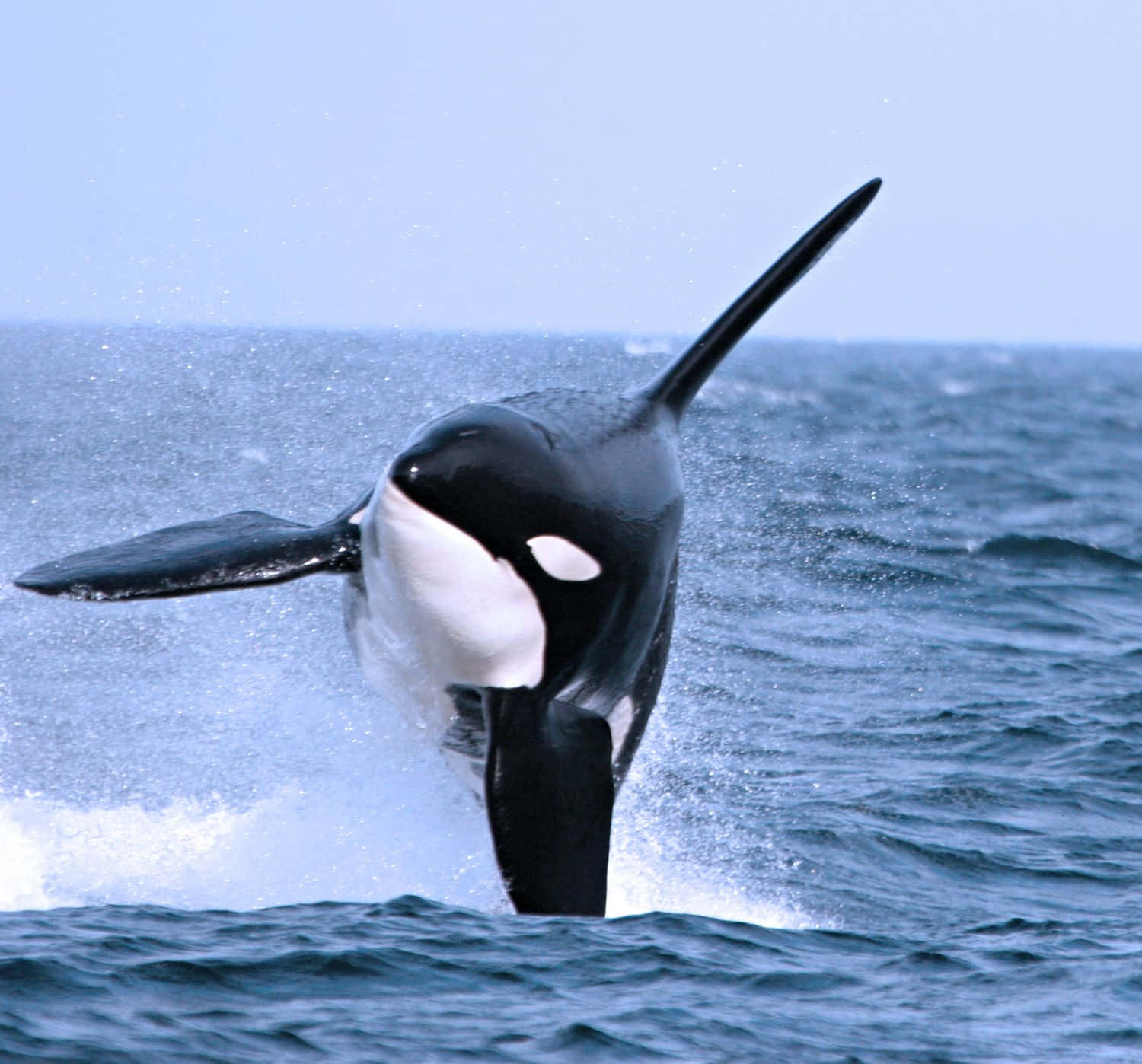 Fotodi Orca Assassina In Pieno Salto