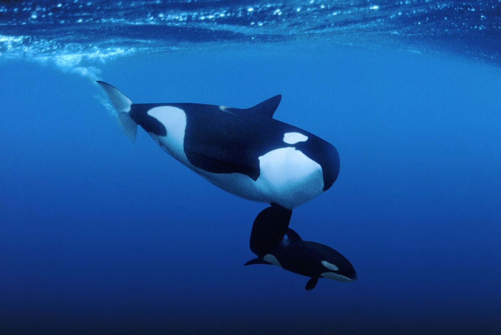 Baby And Mother Killer Whale Picture