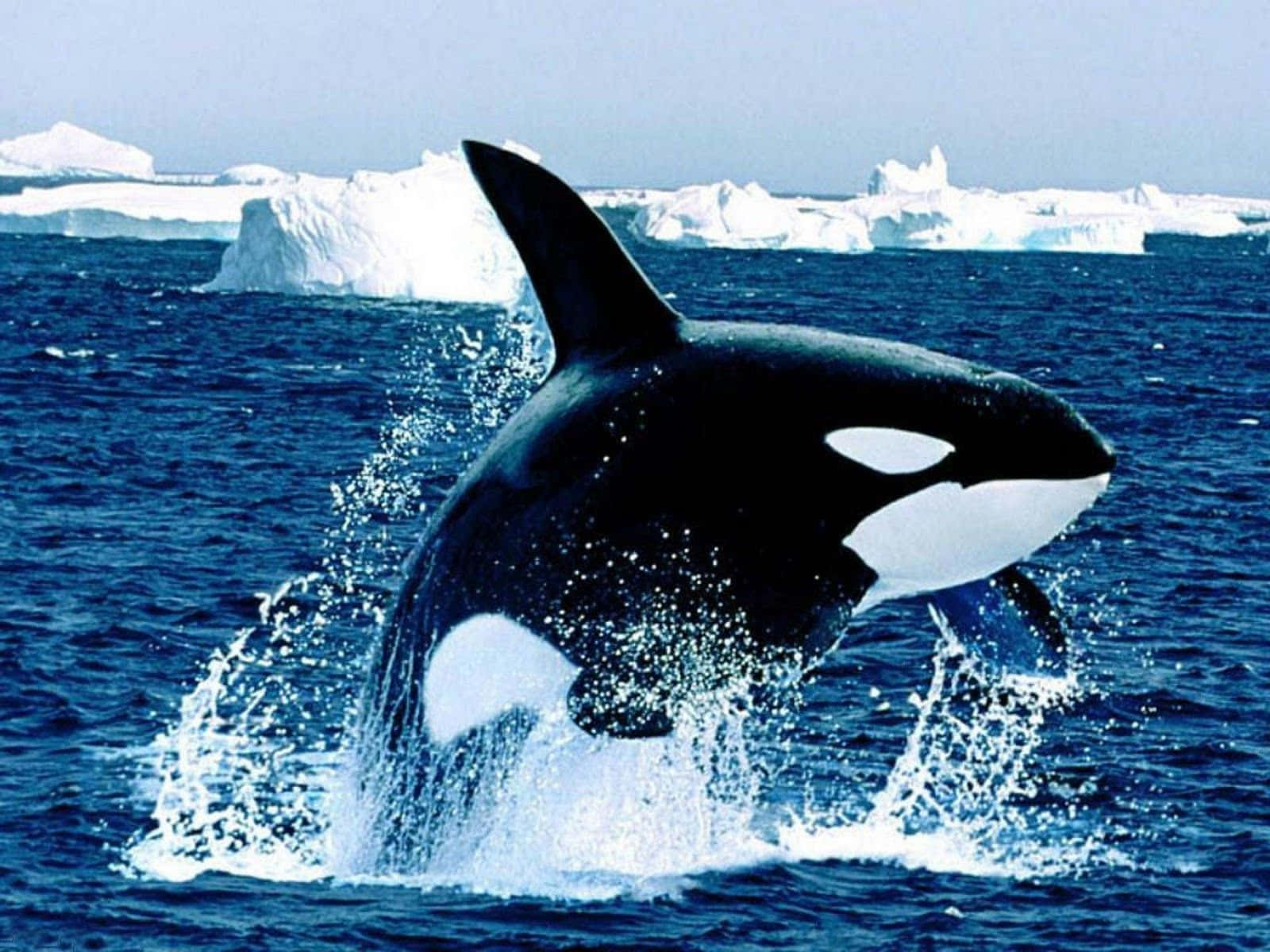 Imagende Una Orca Ballena Asesina En La Antártida.