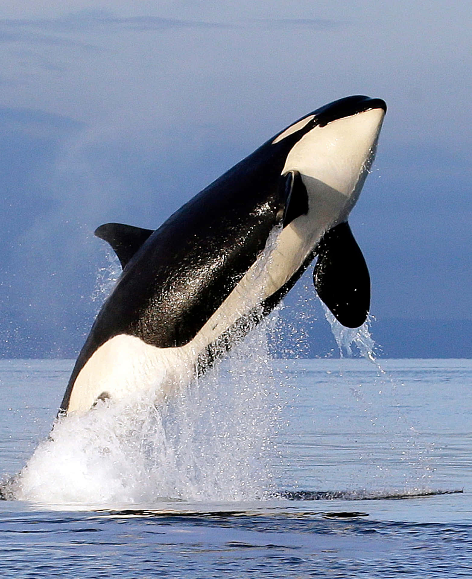 Huge Killer Whale Jumping Picture