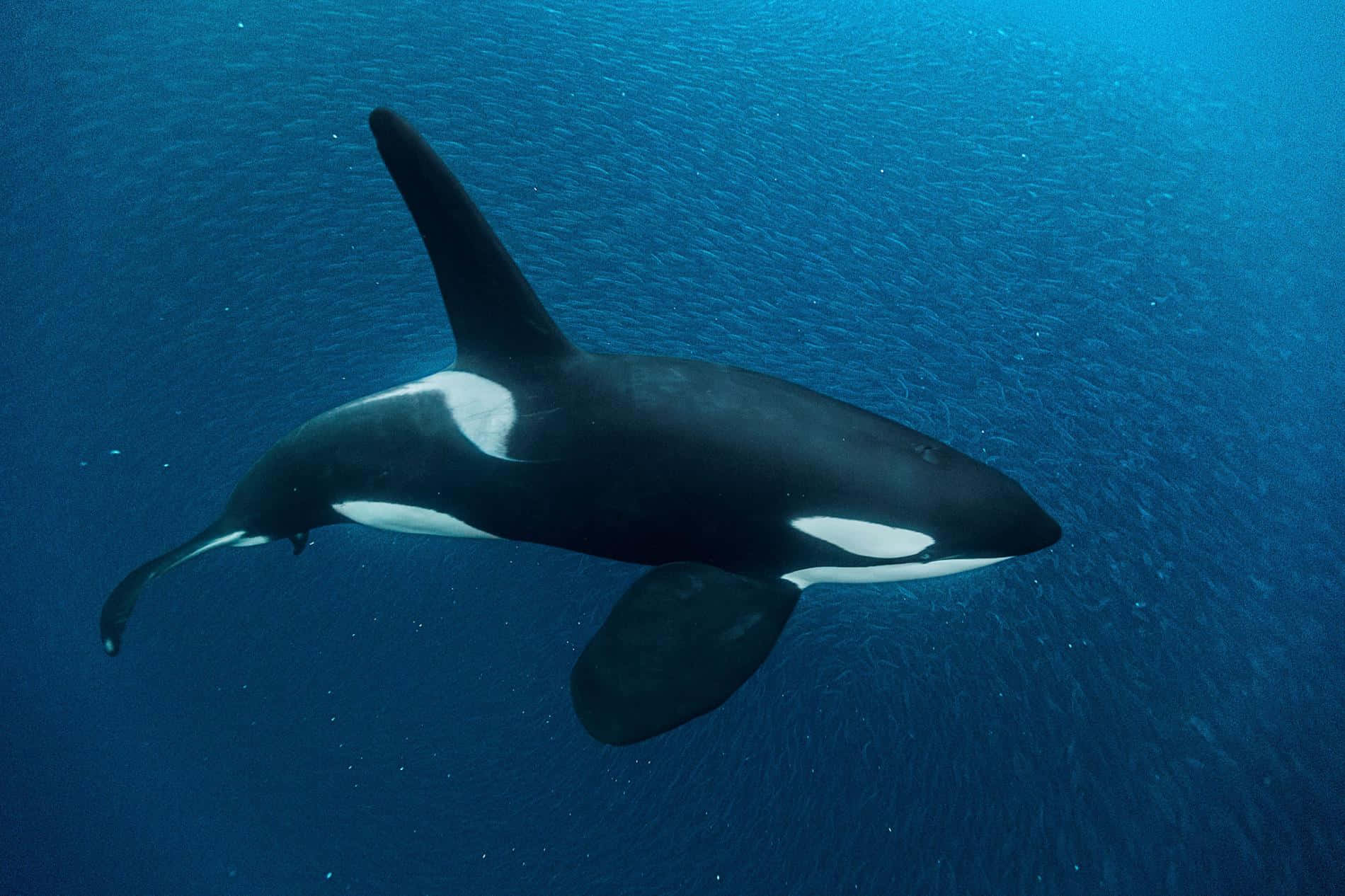Immaginedi Una Balena Assassina Che Nuota Nell'oceano Blu