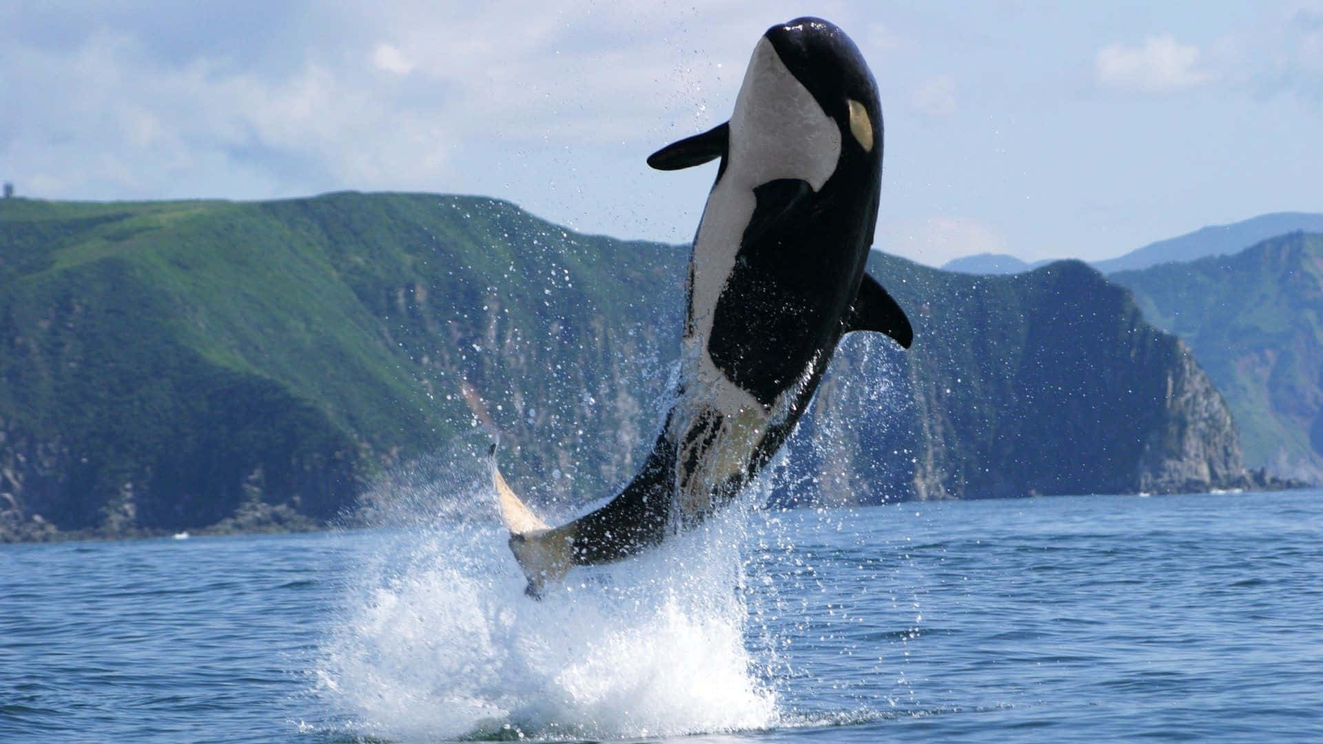Grandeimmagine Di Una Balena Killer Fuori Dall'acqua