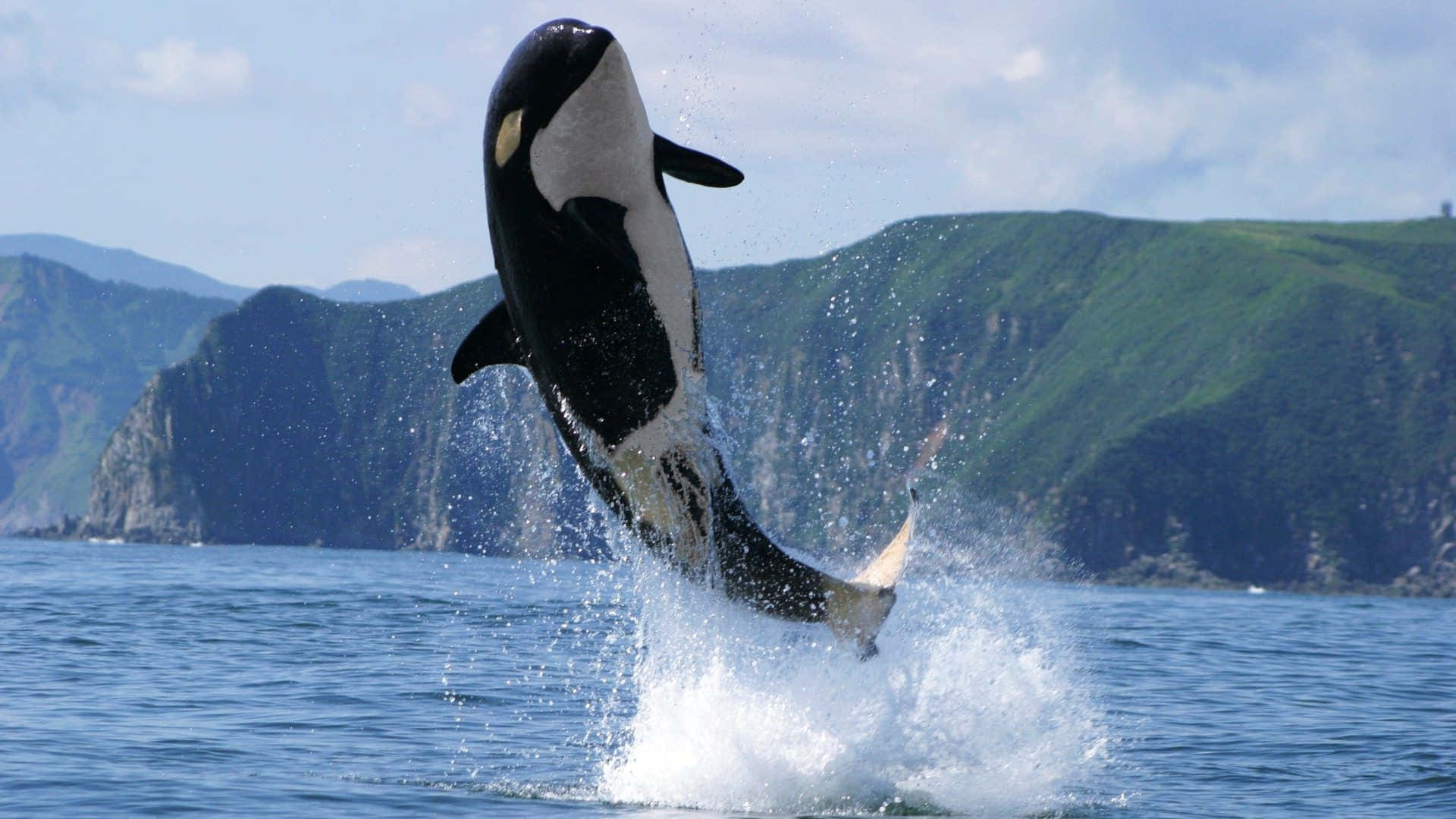 Imagende Una Orca Saltando Alto