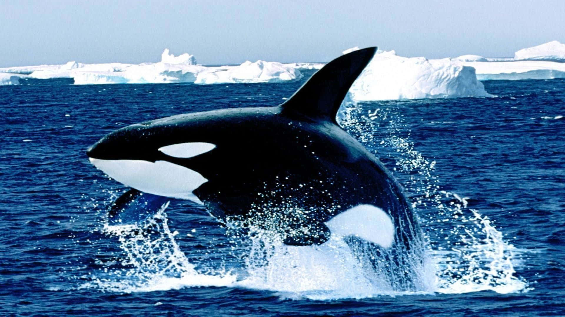 Imagende Una Orca En El Océano Antártico