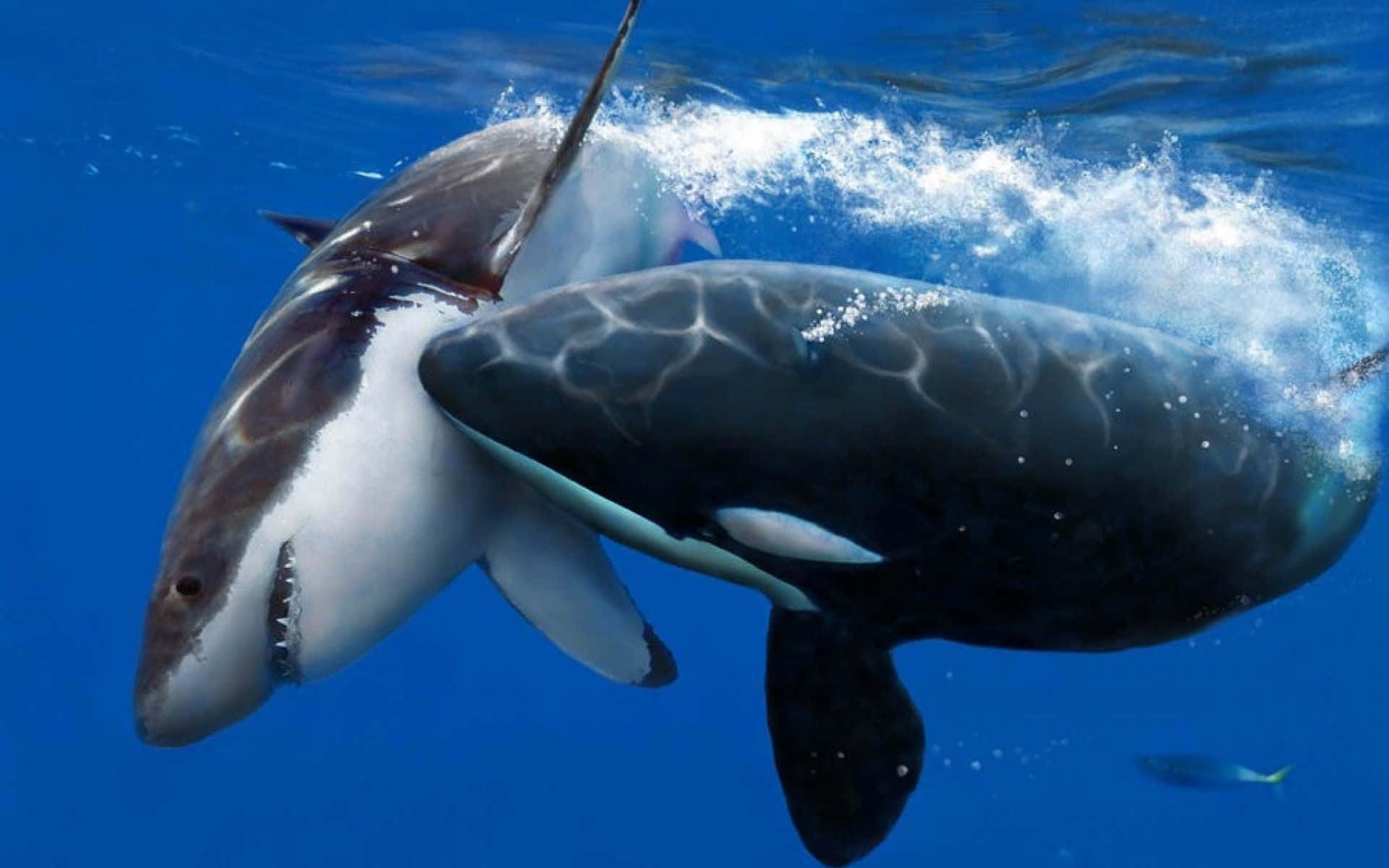 Tiburóny Orca Luchando En El Océano