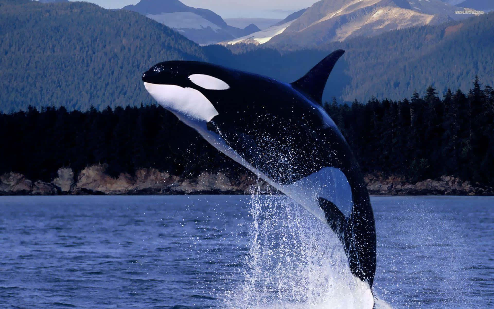 Immaginedi Una Orca Killer Whale Che Salta