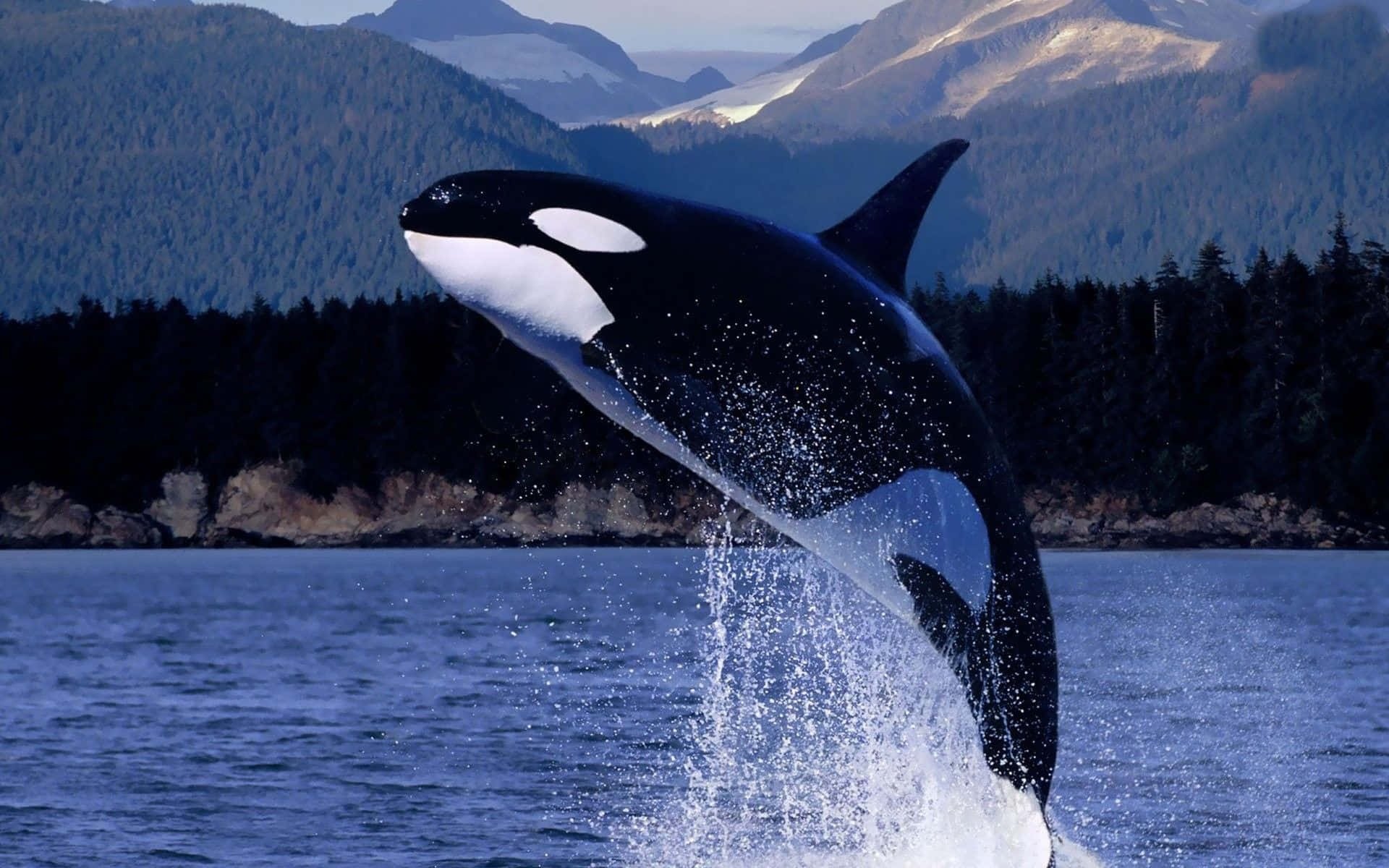 Immaginedi Una Balena Assassina Orca Che Salta Fuori Dall'acqua.