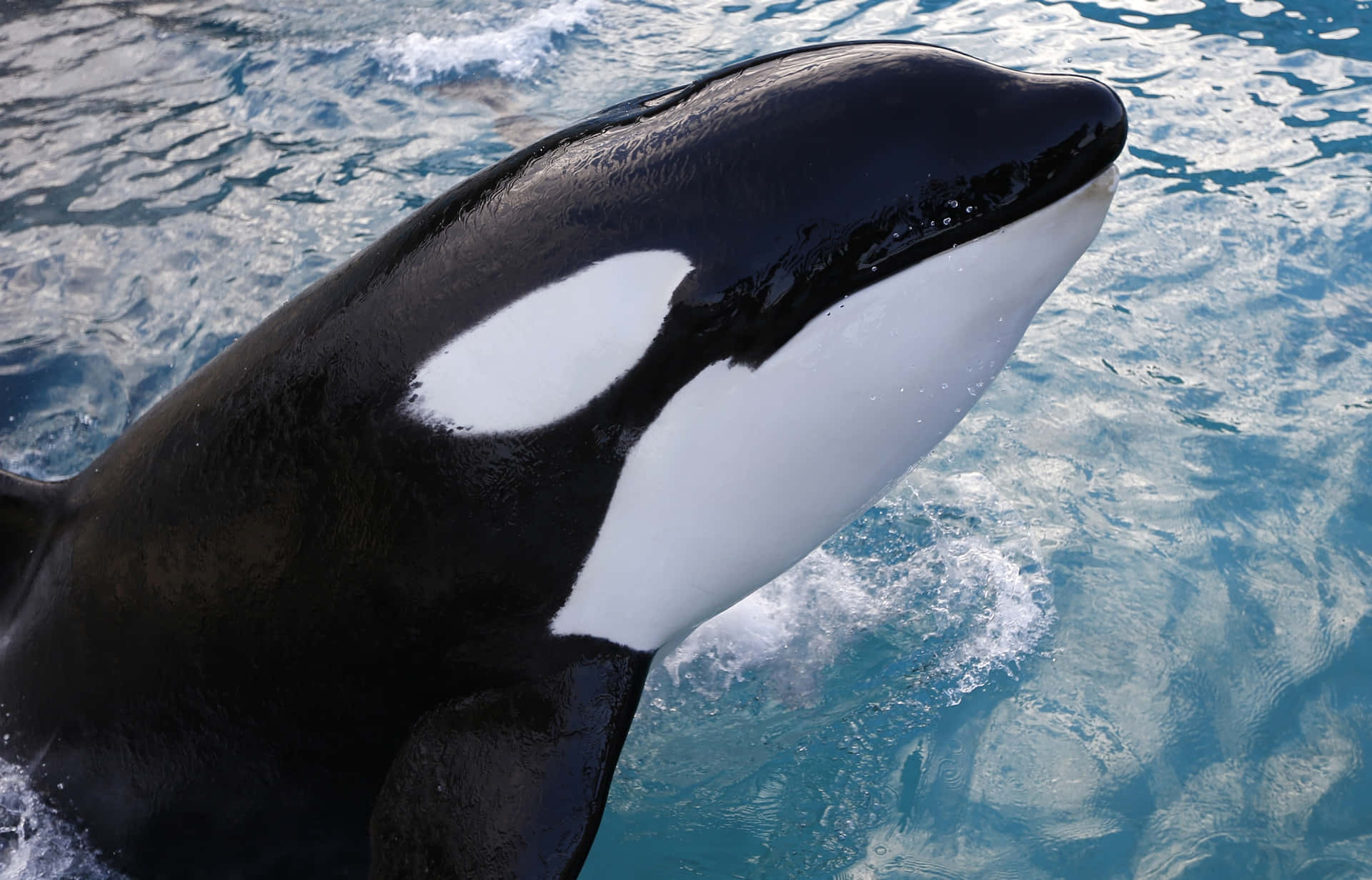 Killer Whale Closes Up Picture
