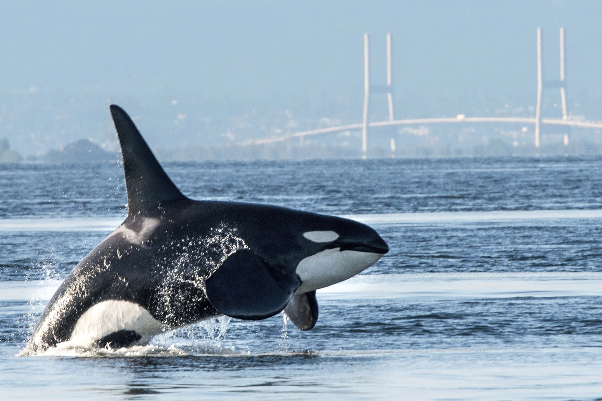 Killer Whale In Columbia Picture