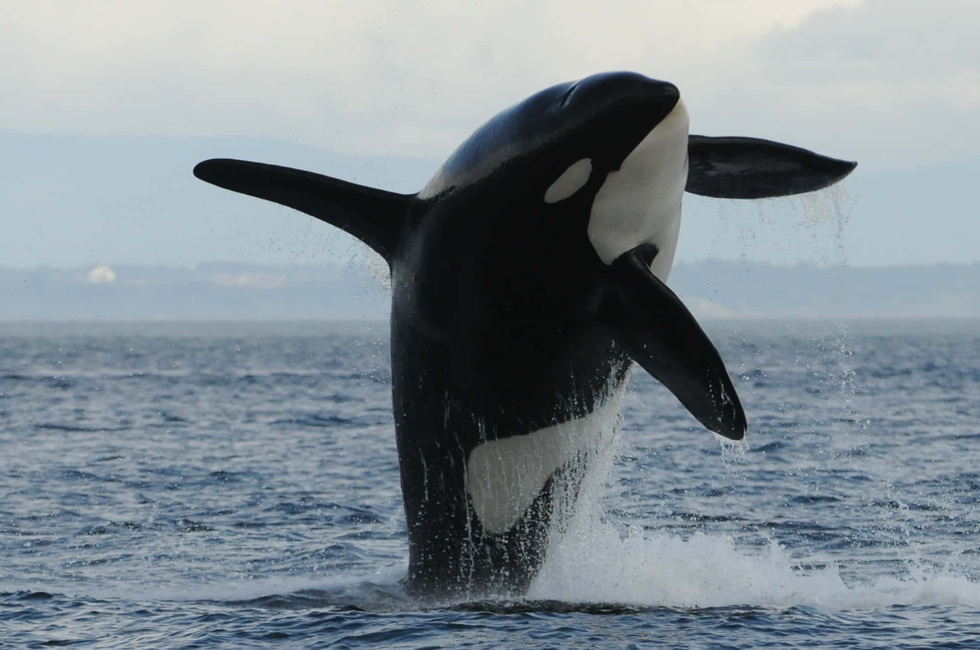 Huge Orca Killer Whale Picture