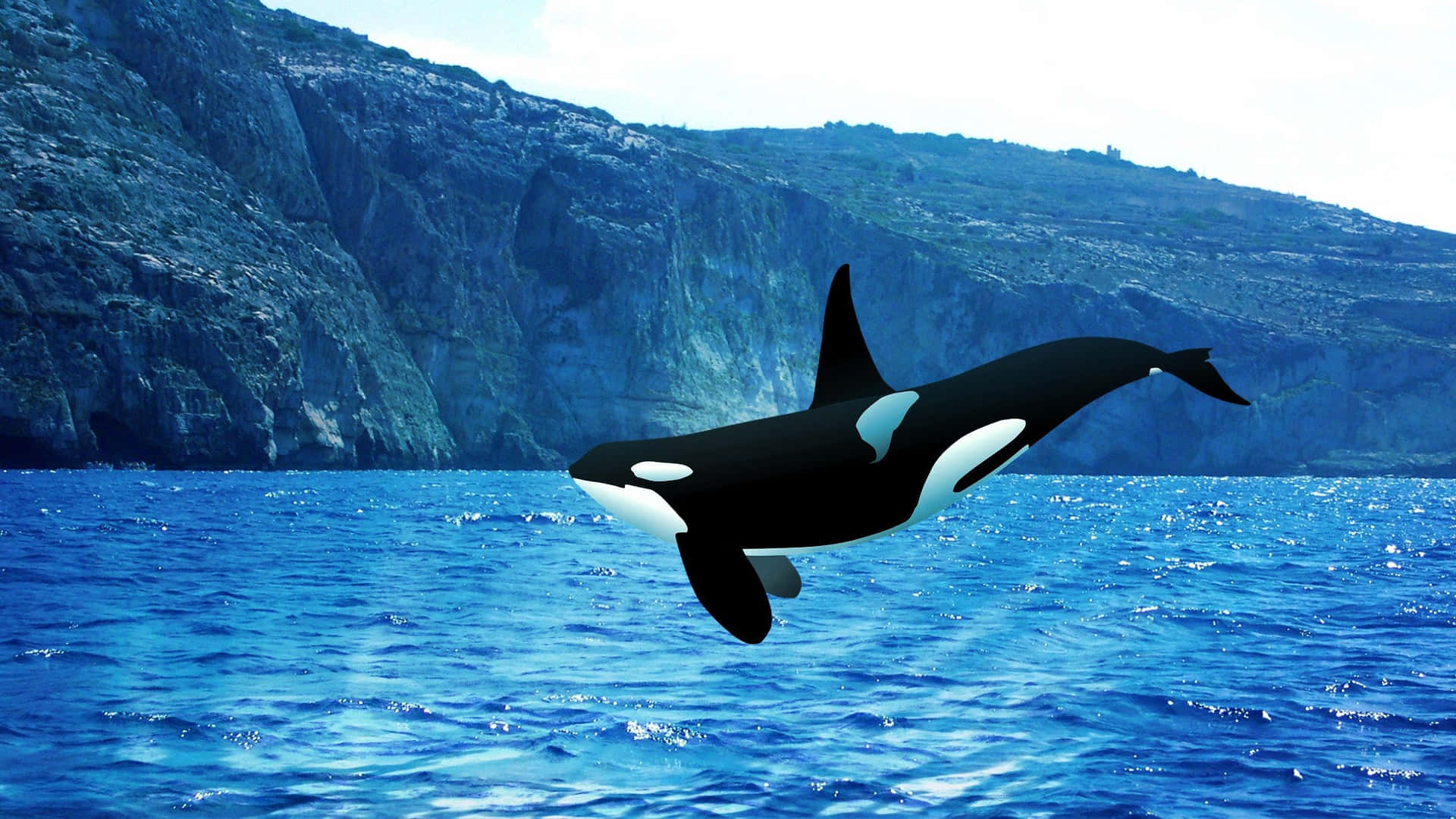 Imagende Una Orca (ballena Asesina) Buceando