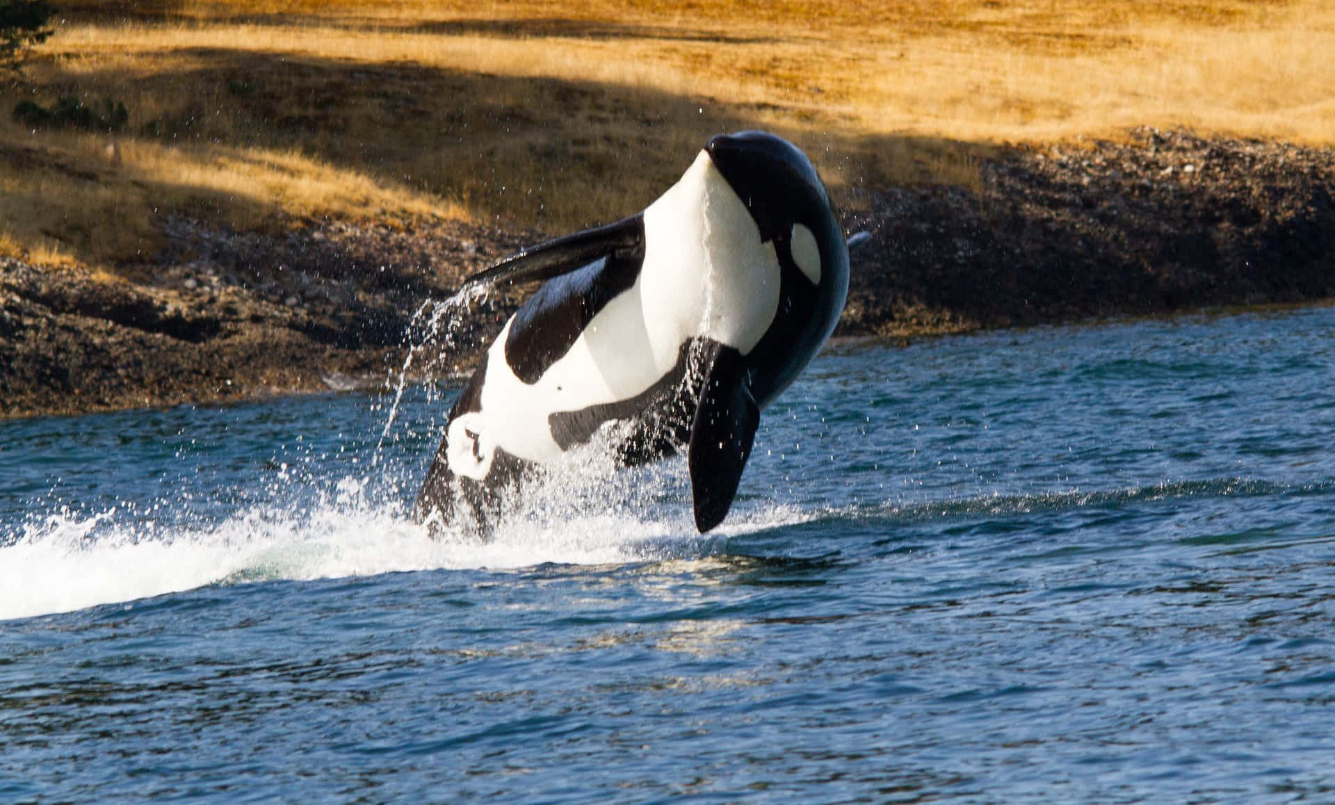 Killer Whale Flip Jumping In Water