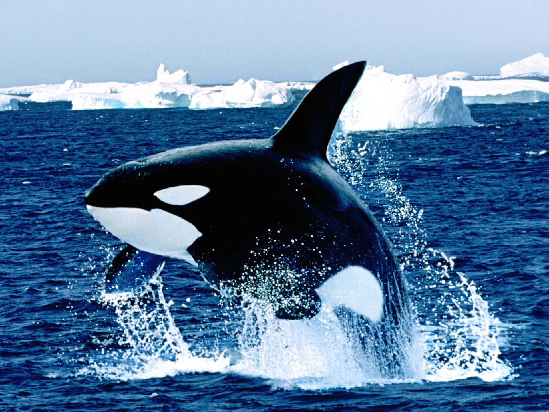 Immaginedi Orca Con Iceberg.