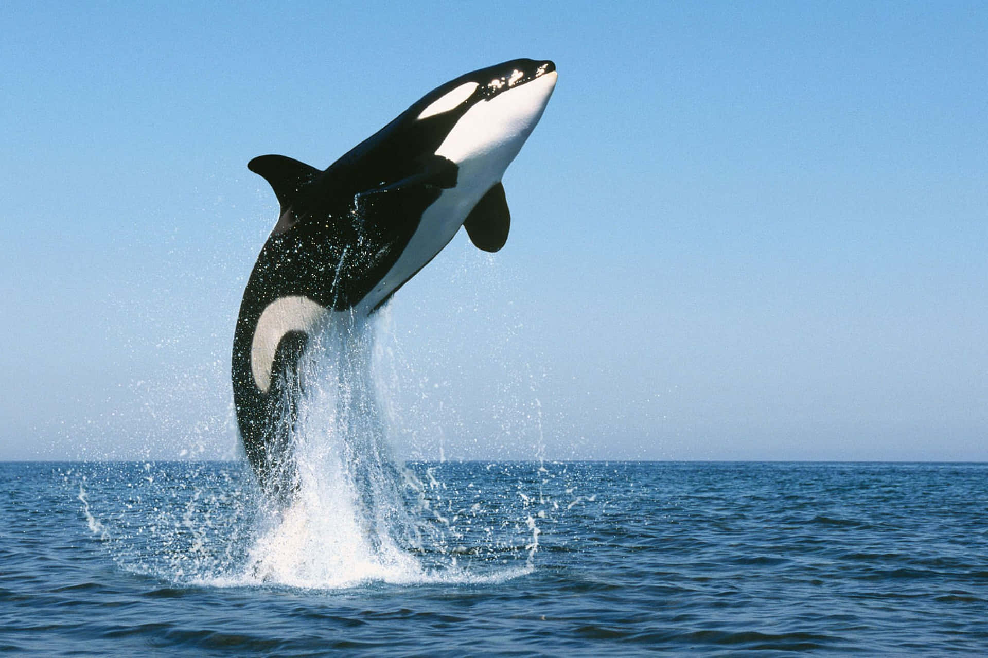 Imagende Una Orca, Una Ballena Asesina, Saltando Alto