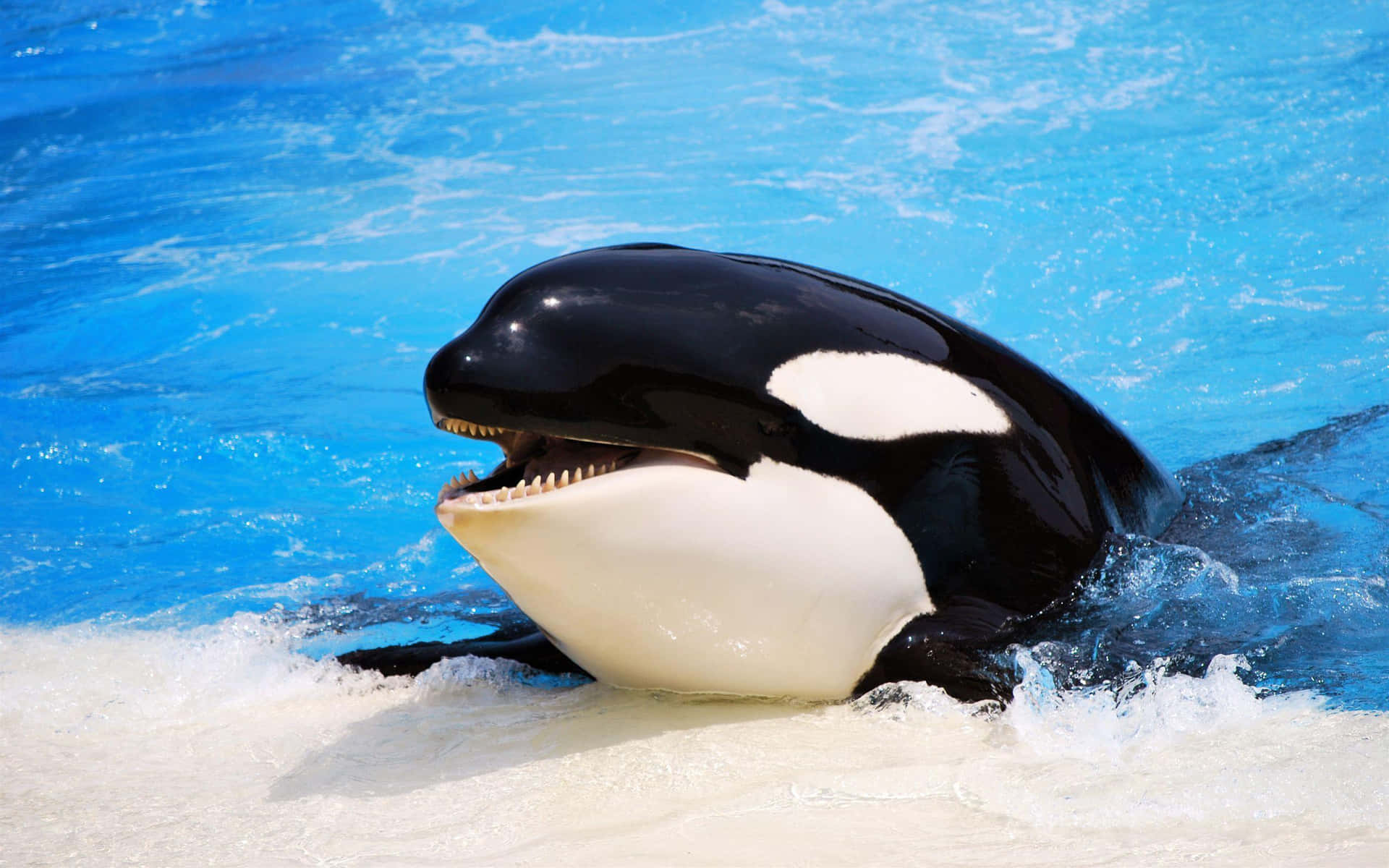 Smiling Orca Killer Whale Picture