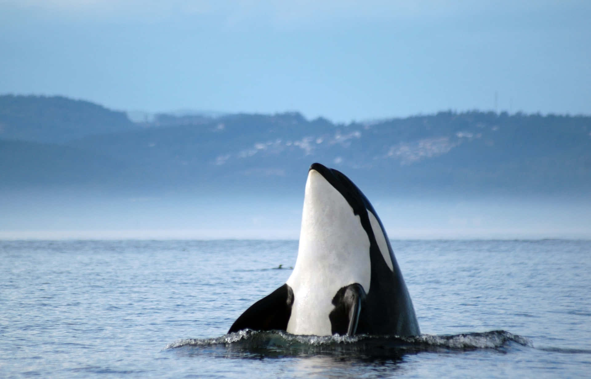 Killer Whale Floating In Ocean Picture